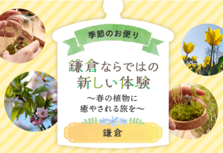 2024年3月　鎌倉ならではの新しい体験　春の植物に癒やされる旅を　ー鎌倉