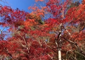 【周辺情報】有馬：紅葉狩りの名所　瑞宝寺公園