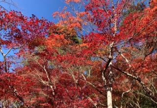 【周辺情報】有馬：紅葉狩りの名所　瑞宝寺公園