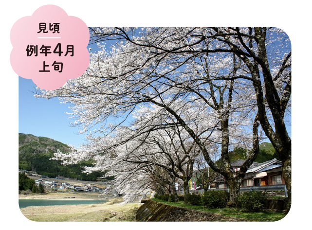 八坂湖畔桜